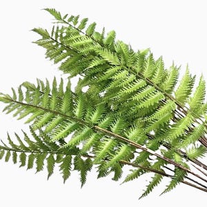 Könnte beinhalten: Ein Bündel künstlicher Farnwedel mit leuchtend grünen, gefiederten Blättern und detaillierten Strukturen. Die Stiele sind dünn, braun und holzig im Aussehen und gehen von einem zentralen Punkt aus, um das längliche Laub zu tragen.