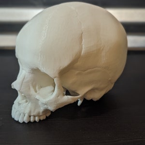 May include: A white plastic model of a human skull, viewed from the side. The skull is detailed with teeth and bone structure.