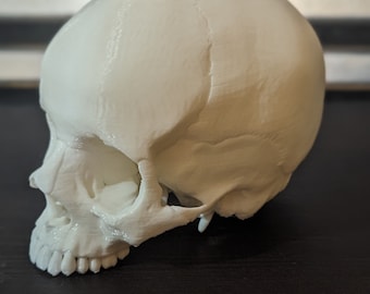 Réplica de cráneo humano tanque terrario decoración serpiente escalada