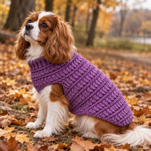 May include: A Cavalier King Charles Spaniel with white and brown fur wearing a purple, ribbed, sleeveless crochet sweater. The sweater features a high neck and a textured, vertical stitch pattern that covers the dog's back and torso area.