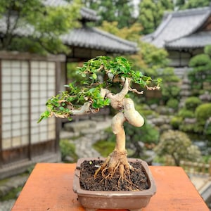 Mame Bonsai - Etsy