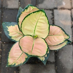 Peut inclure: Une plante Aglaonema vue de dessus, présentant des feuilles larges et ovales au motif panaché. Le feuillage affiche une coloration centrale crème et rose pâle, bordée d'une marge vert foncé distincte avec une surface texturée.