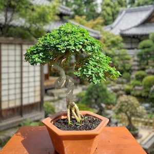 Bunjin Bonsai Pot - Etsy