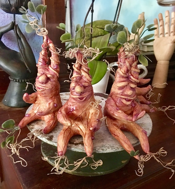 Harry Potter Mandrake Roots Fresh From Greenhouse Three 