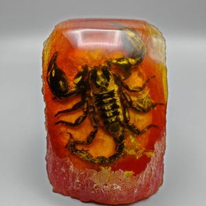 May include: A rectangular block of clear, amber-colored resin containing a preserved dark brown scorpion. The resin has a smooth, polished front surface and a textured, rough-hewn base and sides, showcasing the scorpion's body and tail.