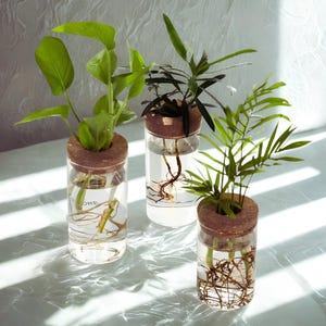 Peut inclure: Trois vases de propagation en verre avec des bouchons en liège, chacun contenant une plante verte différente. Les racines des plantes sont visibles dans l'eau. Les vases sont disposés sur une surface blanche, avec des ombres.