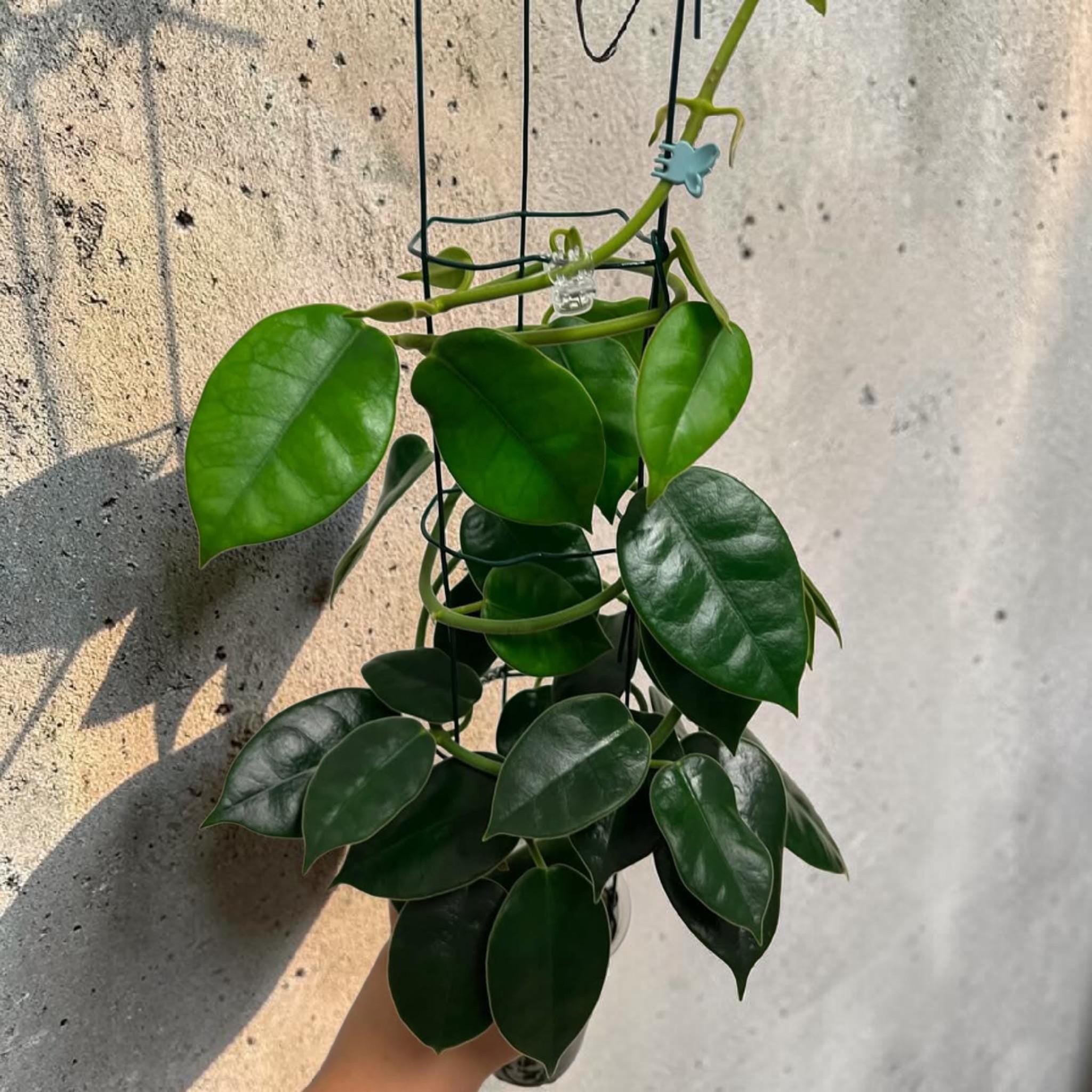 Hoya surisana - Etsy 日本