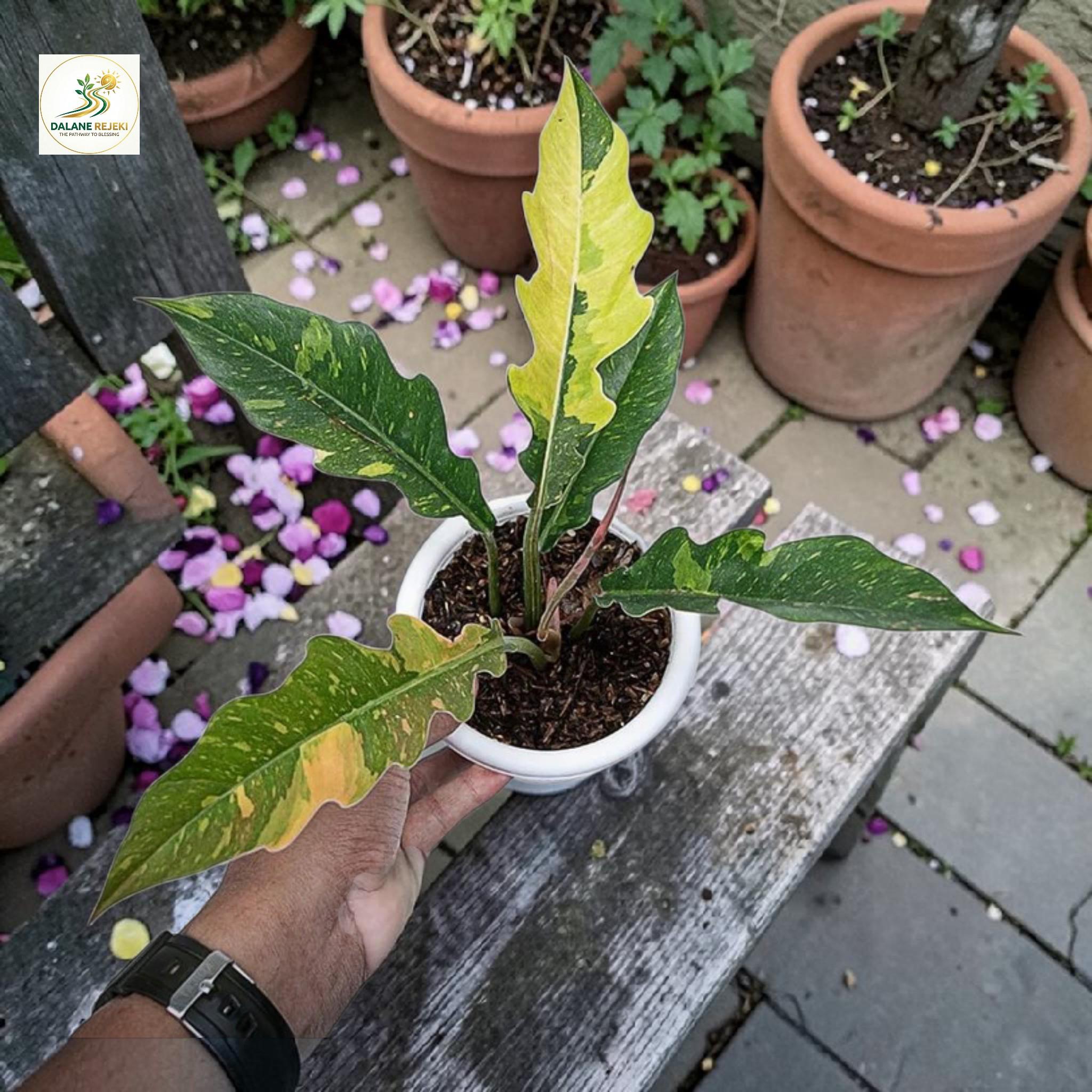 Philodendron ring of fire variegated - Etsy 日本