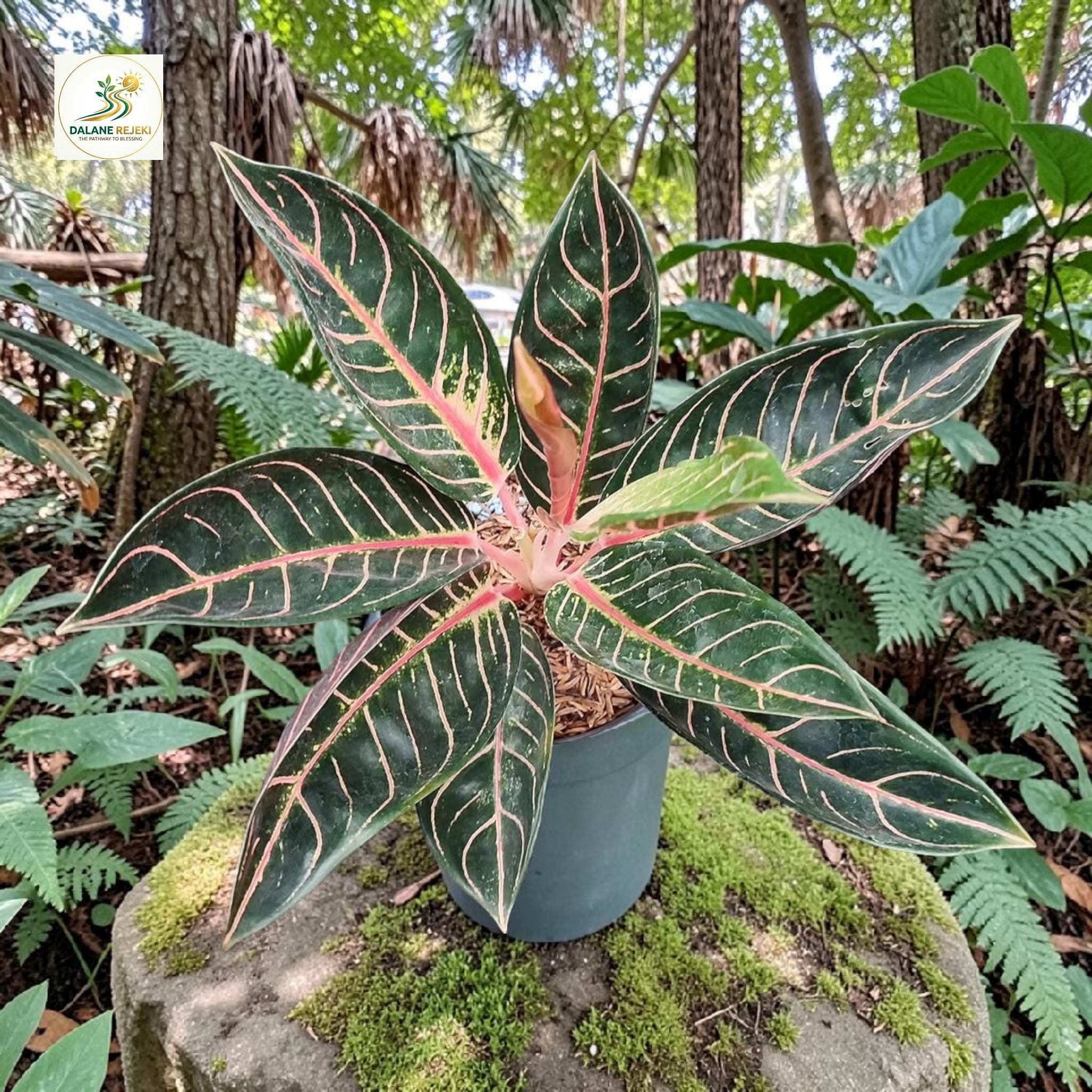 Aglaonema Pride of Sumatra - Etsy