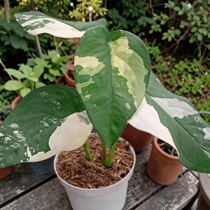 May include: A variegated houseplant with heart-shaped leaves featuring a mix of deep green and creamy white patches. The plant is potted in a white container filled with brown mulch, showcasing distinct color patterns on each foliage segment.