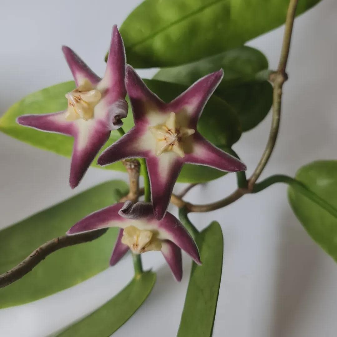 Hoya stenakei - Etsy 日本