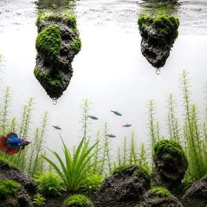A close-up view of an aquarium interior featuring two floating mossy stones hanging from the surface above dense background plants and swimming neon tetras.