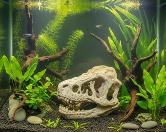 Dinosaurier-Fossil-Ornament, Harz-Aquarium-Dekoration 80g Aquarium-Akzent