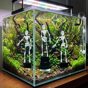 Pode incluir: Um aquário quadrado de vidro cheio de água, plantas aquáticas e peixes pequenos. Três figuras de esqueleto branco translúcido estão sobre bases circulares pretas dentro do tanque. Uma luminária preta está montada no topo da estrutura.