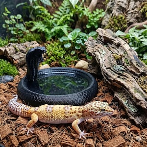 Op de afbeelding: Een zwarte, ronde waterschaal met een verhoogde cobra-figuur aan één kant, geplaatst in een terrarium. Een geel en bruin gevlekte luipaardgekko rust op de bruine ondergrond voor de schaal, die gevuld is met water.