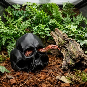May include: A matte black human skull replica with hollow eye sockets and nasal cavity, featuring a patterned orange and white corn snake emerging from the left eye socket, positioned on a bed of brown wood mulch and surrounded by green foliage.