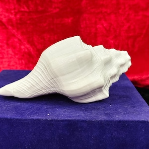 May include: A white seashell with a spiraled, conical shape and a textured surface featuring ridges and grooves. The shell is positioned horizontally, displaying its pointed end and a wider, rounded opening with a layered, intricate structure.