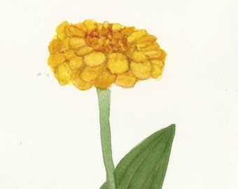 Yellow Zinnia 5.7 Original Watercolor