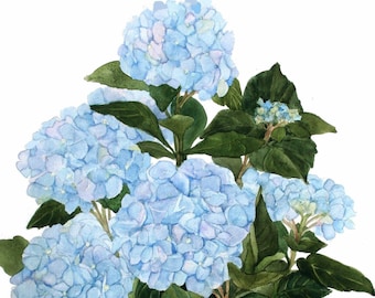 Blue Hydrangea Watercolor Garden Reproduction
