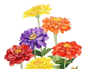 Mother's Day Zinnia Blank Note Cards 5 x 7 Pack of Five Watercolor Reproductions with Envelope