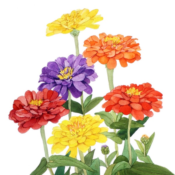 Zinnia Blank Note Cards 5 x 7 Pack of Five Watercolor Reproductions with Envelope