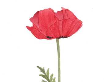 Single Red Poppy Original Watercolor 5