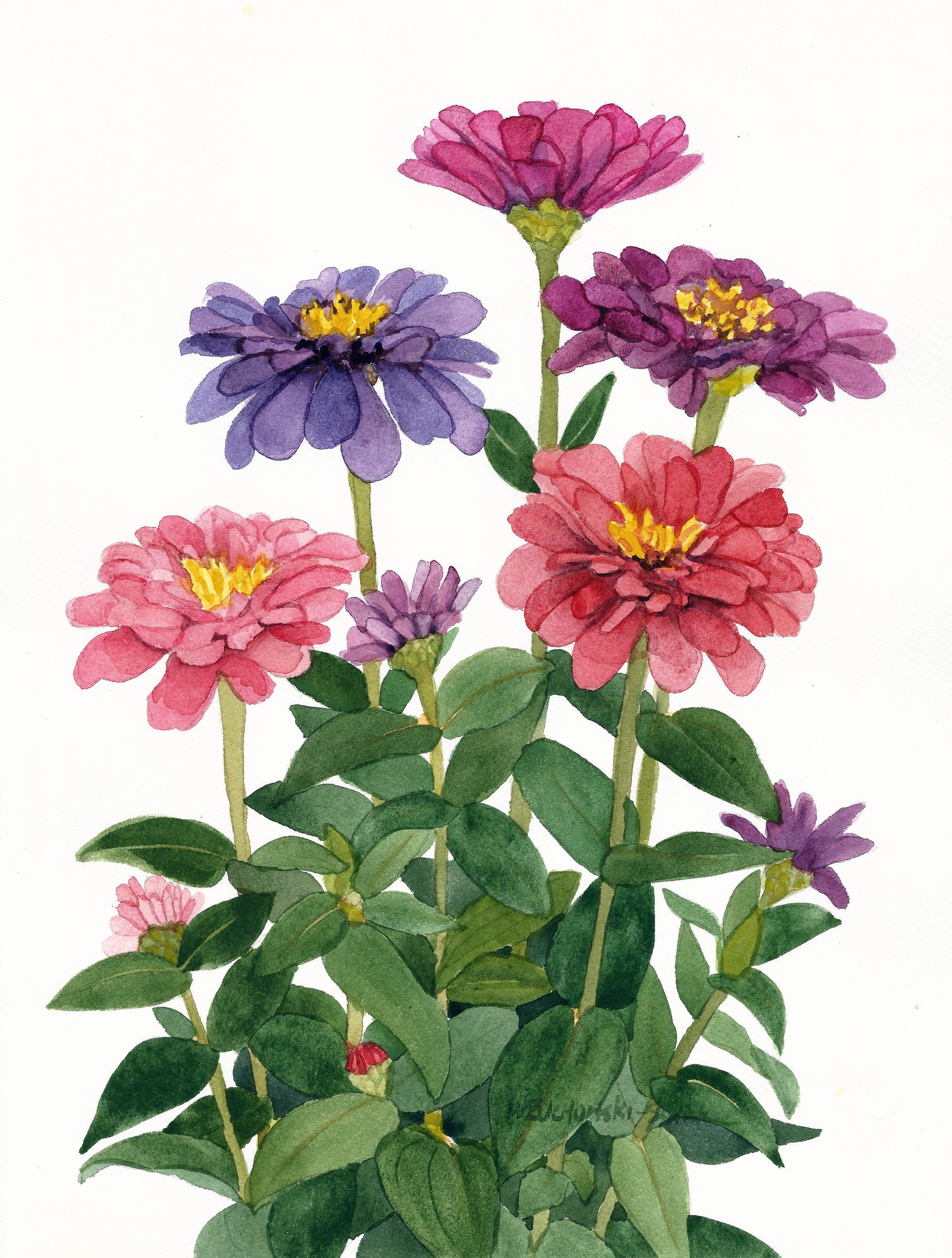 Pink and Purple Zinnia Watercolor Painting Reproduction by Wanda