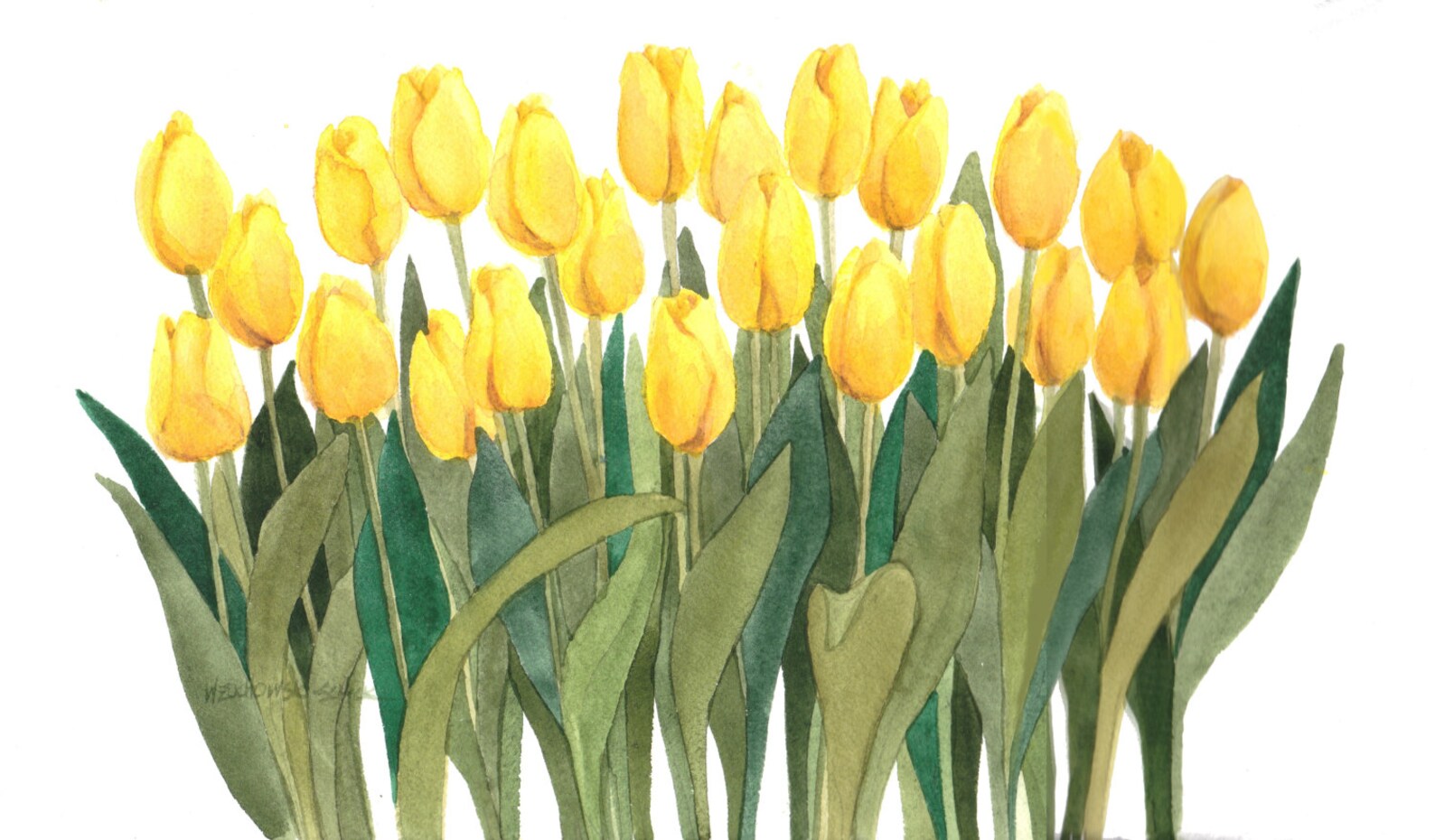 Yellow Tulips Reproduction of an Original Watercolor by Wanda Etsy