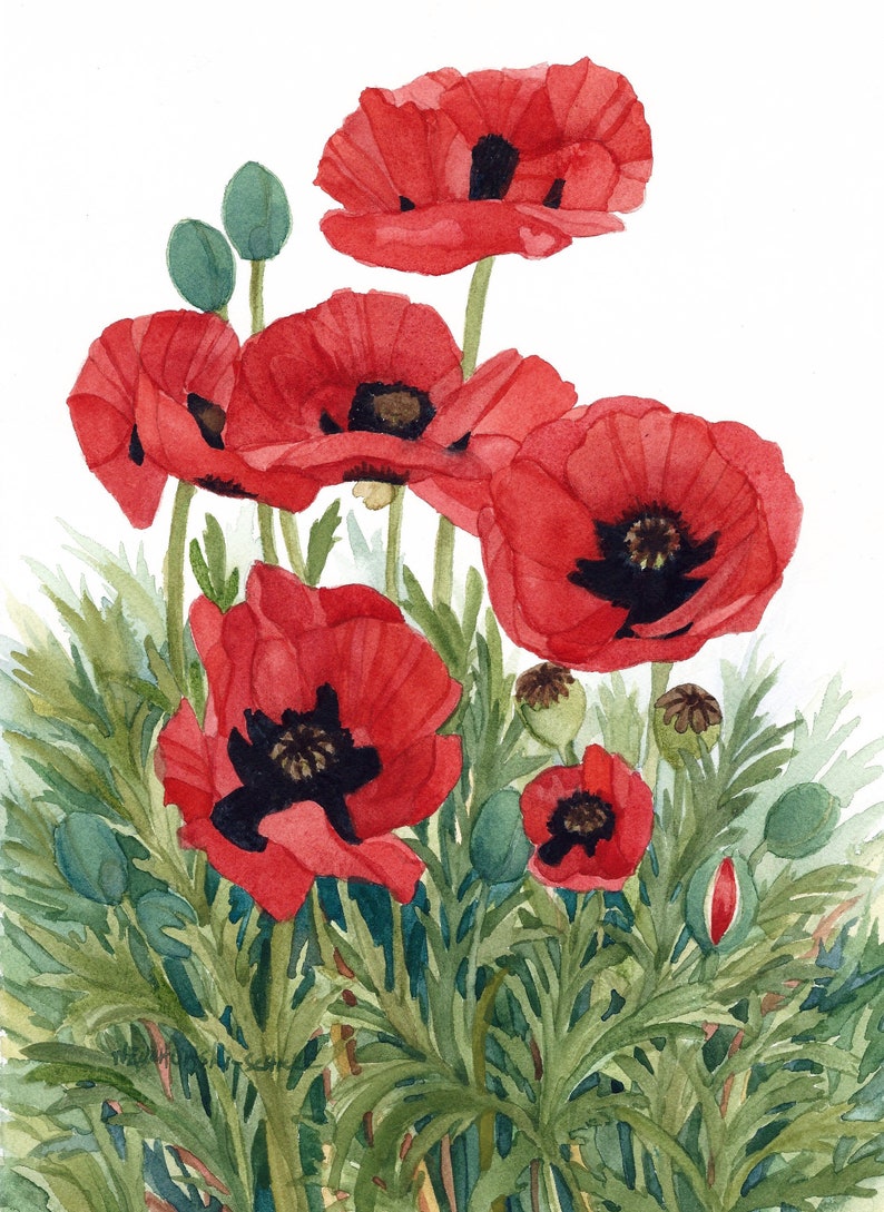 Reproduction aquarelle Champ de coquelicots rouges par Wanda Zuchowski-Schick image 1