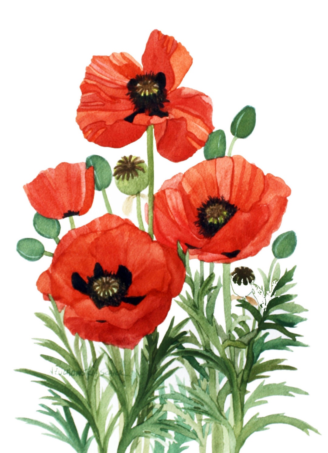私の庭の赤いポピーの縦のグループ水彩複製 - Etsy 日本