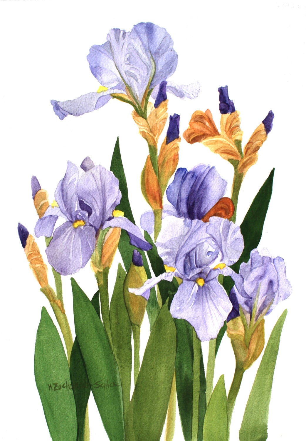 Iris Field Watercolor Garden Etsy