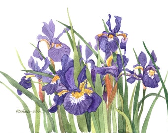 Wild Iris Aquarelle Peinture Reproduction 10" x 15" par Wanda's Watercolours