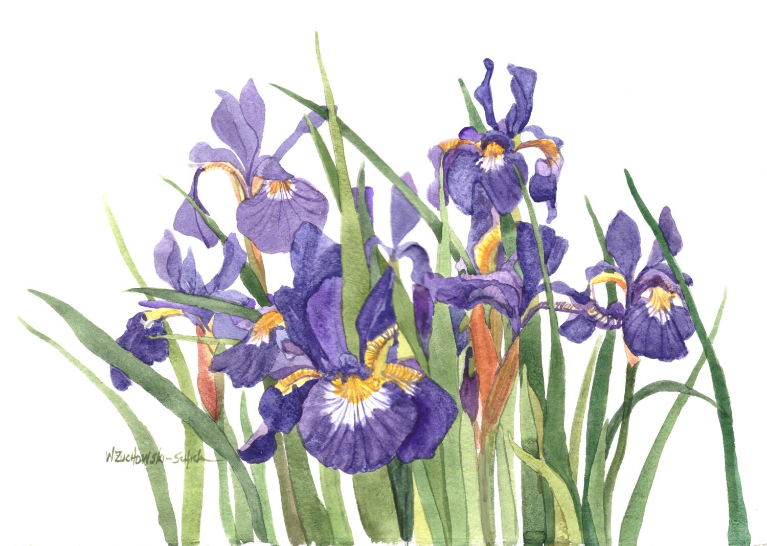 Wild Iris Watercolor Painting Reproduction by Wanda's Watercolors - Etsy