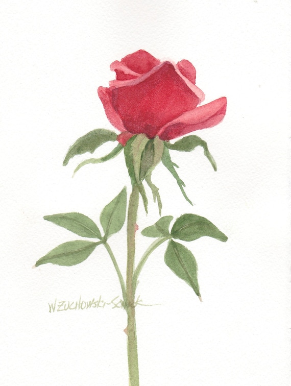 Red Rose Watercolor
