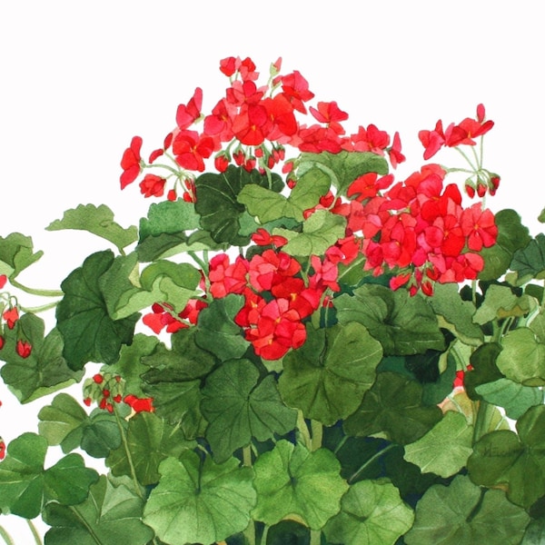 Red Geraniums Growing in My Garden Watercolor Reproduction