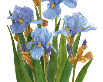 Blue Iris Group Reproduction Watercolor by Wanda Zuchowski-Schick