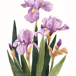 Ensemble de cinq cartes de correspondance florales mauves de cinq reproductions d'aquarelle
