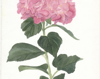 Pink Hydrangia Watercolor