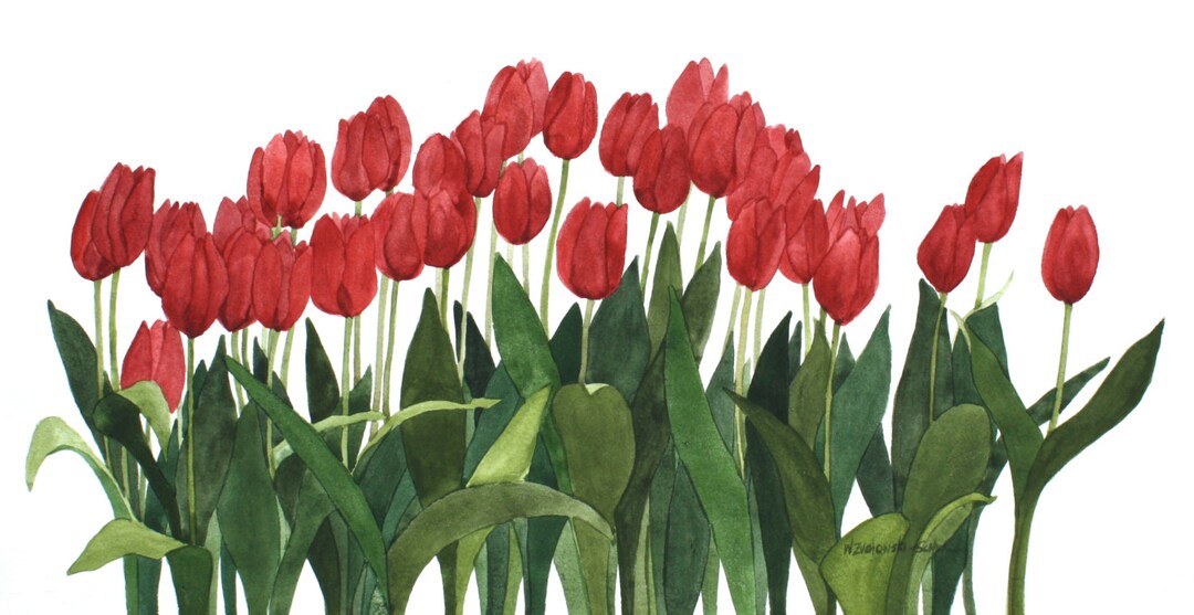 Red Row Tulips Reproduction of an Original Watercolor by Wanda Etsy