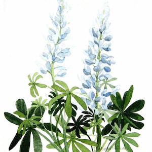 Blue Lupine Watercolor Garden XX