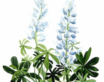 ルピナスの花のプリント - 絵画、青い水彩画の植物装飾、モダンな農家