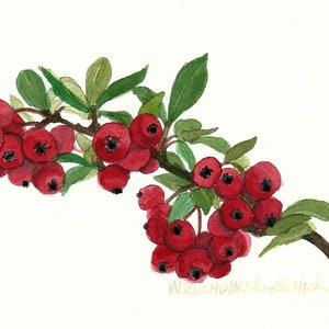 Red Berries Original Watercolor Painting by Wanda Zuchowski-Schick
