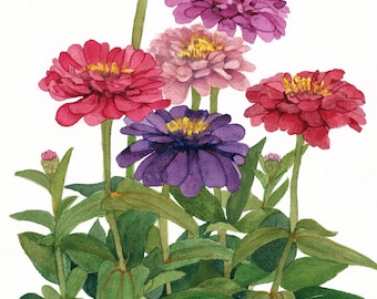 Pink and Purple Zinnia 2 Watercolor Painting Reproduction by Wanda Zuchowski-Schick