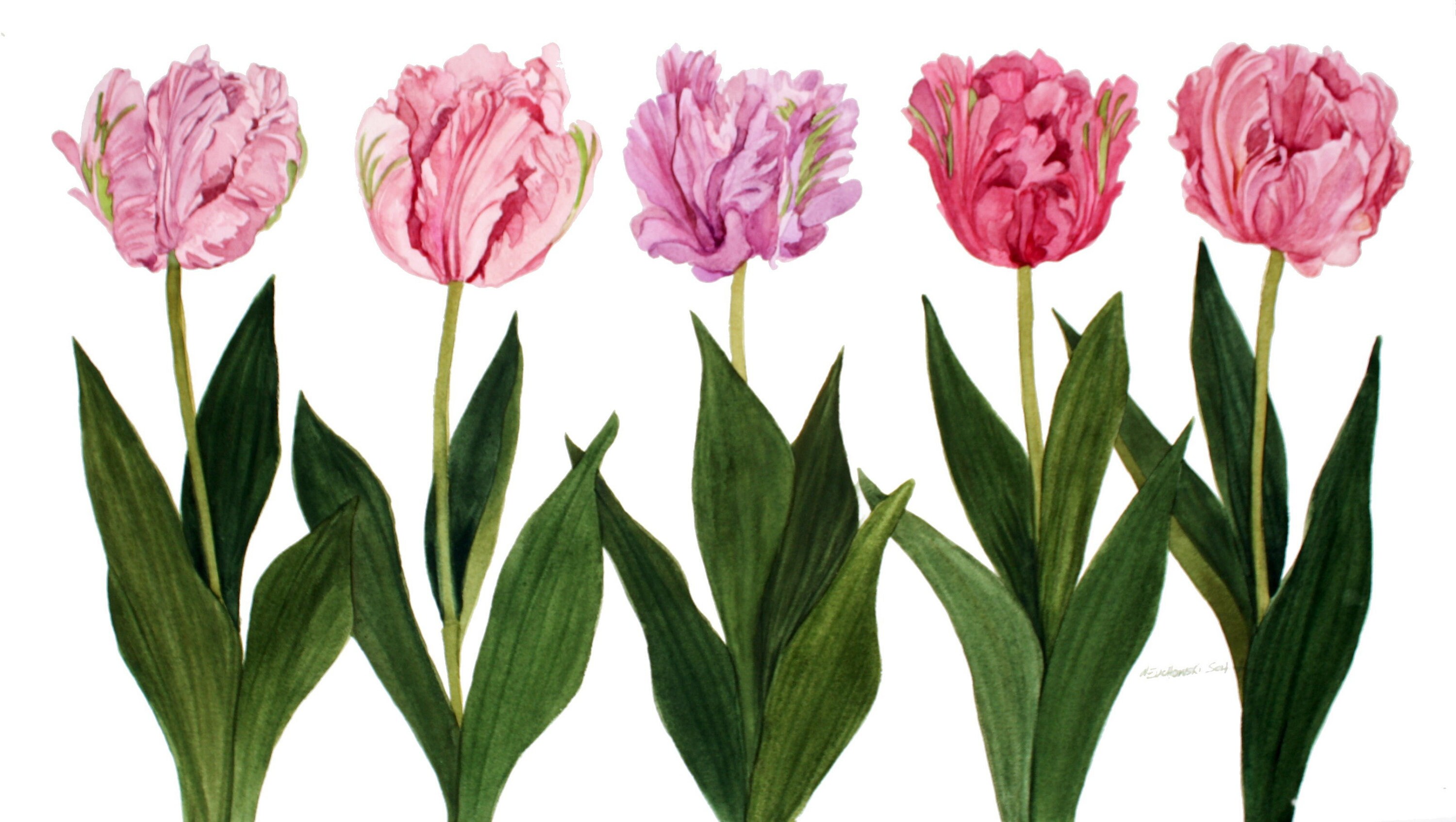 Multi Colored Tulip Floral Blank Note Cards 5 X 7 Pack of Five