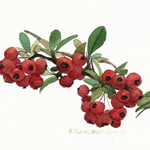 Set of six 5 x 7 Red Berry Holiday Blank Note Cards * with Envelopes Watercolor Reproduction