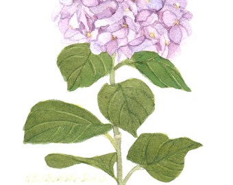 Purple Hydrangea 5x7 Original Watercolor by Wanda Zuchowski-Schick