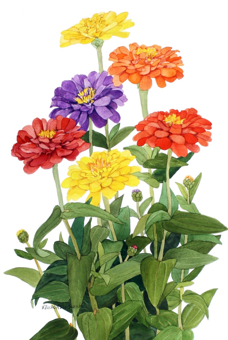 Zinnia Blank Note Cards 5 X 7 Pack of Five Watercolor Reproductions