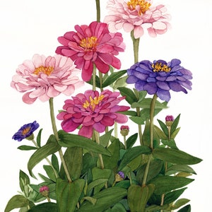 Ensemble de cinq cartes de correspondance florales assorties de cinq reproductions d'aquarelle image 5