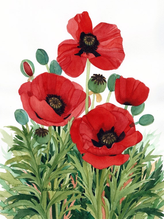 Red Poppies Watercolor Painting Reproduction by Wanda