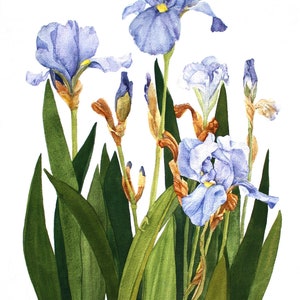 Iris Notecards Set of Five Watercolor Painting Reproductions
